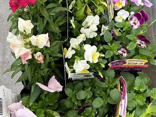 妹が来る