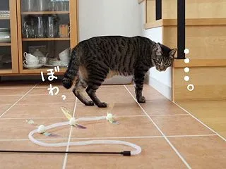 立つんだ、まめぞう！