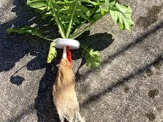ダイコンの水耕栽培 第一弾