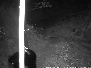 【クマ】秦野市でツキノワグマが再出没…捕…