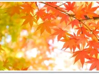 ◆◆ 今さら合コンしてみたい？！