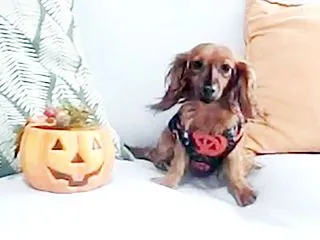 カニンヘンダックス動画：ハロウイン チナ…