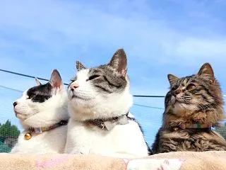 青空のチビクロさばじろう