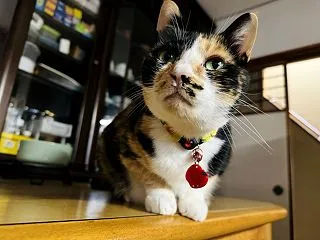 予防接種：早めのインフル対策