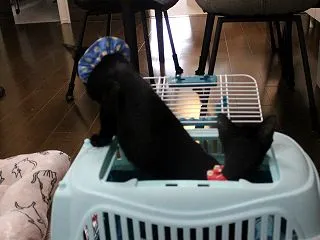 ぴっち＆ちゃっぷのわくわくトライアル開始…