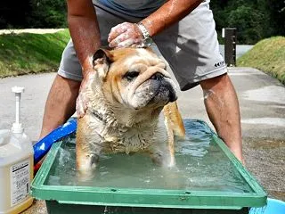 ワイルドなシャンプー笑
