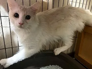 麻呂と麻白