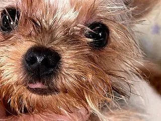 犬舎こつぶ君闘病記㉙