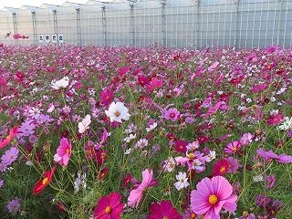 いちご農園のコスモス畑