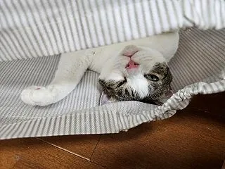 風邪っぴき母とかまってちゃんな末っ子の巻