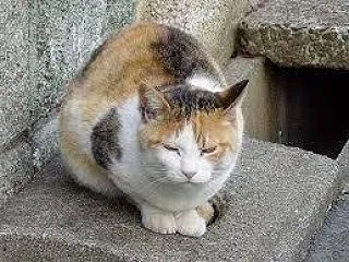 猫が帰って来るおまじない