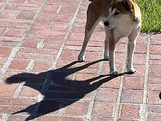 父を思い出す日