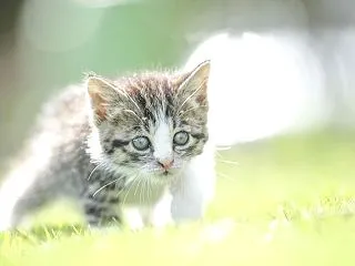 ヒューマンアカデミーのおすすめペット・動…
