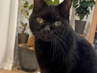 キンちゃん頑張る