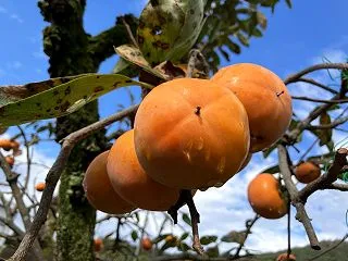 柿が豊作だけど質が良くない。ジャムも失敗…