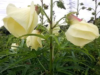 花オクラの種取り