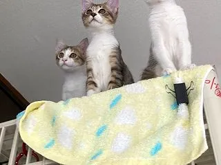 サンチャコ譲渡会！＆特異体質！？