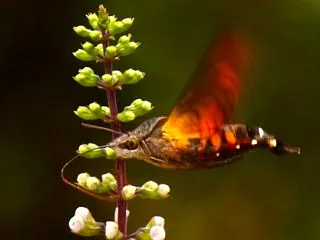 ネコノヒゲにホシホウジャク