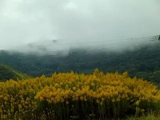 ご近所の花