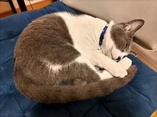 野良ねこ保護ノート（１８）排泄物う〇ちの…