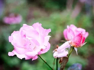 １０月の花 その２５ バラの花