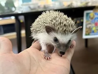 最終日！個体紹介！