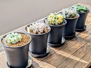 秋の光の中のお気に入りのハオルチアたち