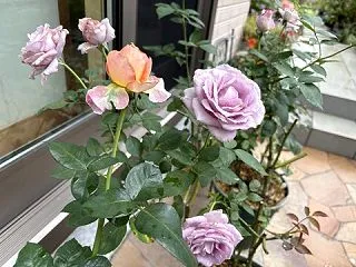 香りバラばかり💕夜来香＆コリンクレイヴン…