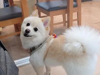 はじめてポメラニアン合流 ひみつきちなう…