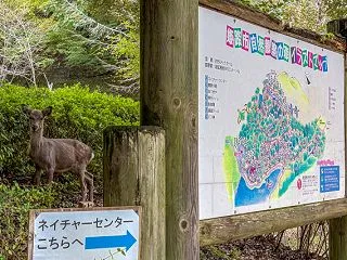 小鹿