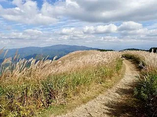 10月の和泉山脈・岩湧山のススキ 出遅れ…