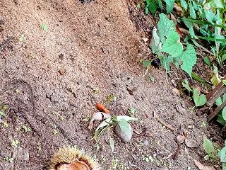 【ネオ・ツーリング長野 08】栗と北斎、…