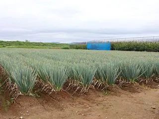 山形県天童市/葱出荷組合zero 半値の…