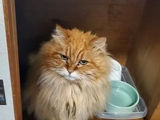 不機嫌なキレ猫