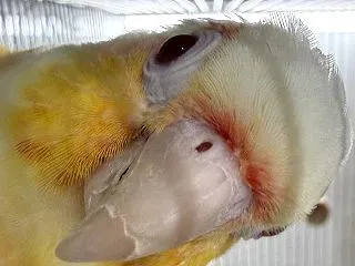 そろそろ秋の繁殖はどうですか？