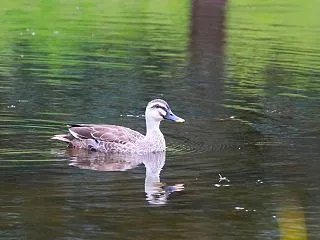 カルガモ・マガモ
