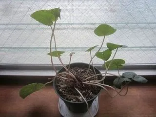生き残った
