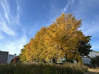 11月の営業日のお知らせ