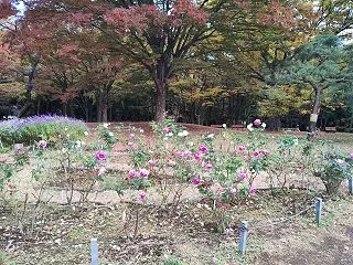 いつか妹と笑い合える日を夢見ている・・・
