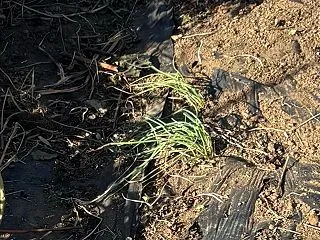 小粒らっきょうを作る、取り忘れた株を発見…