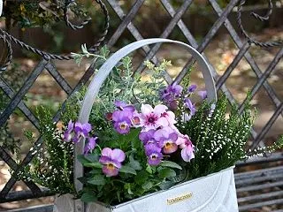 【ビオラの寄せ植え６つ・やっぱり取っ手付…