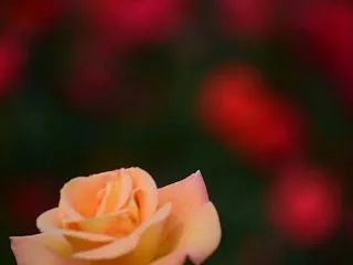 府立植物園散歩-バラ