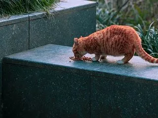 ブラバンソンヌ猫用キャットフードを解説｜…