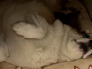 ななの寝姿