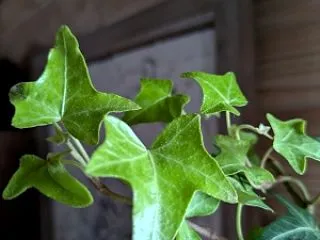 鉢