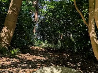 裏山登り再開