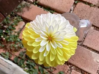 ♪♪♪