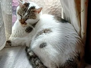 綺麗で賢く繊細な「まめのすけ」