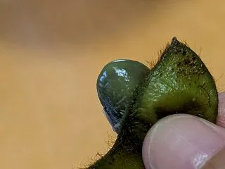 丹波篠山の黒枝豆