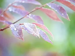 霎時施|こさめときどきふる|２０２６年|…